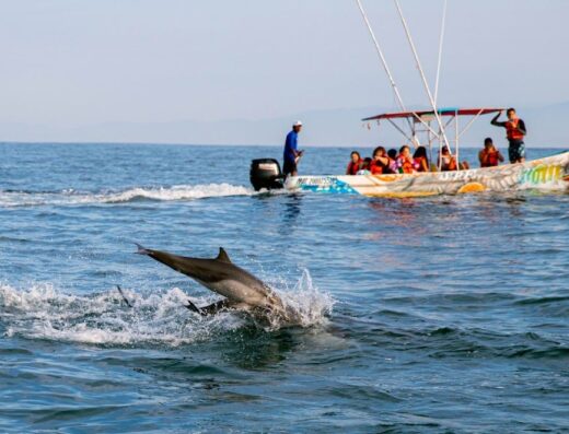 dolphins puerto escondido