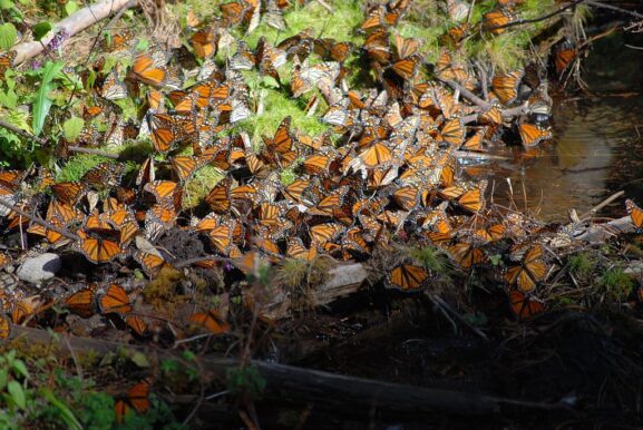 butterfly sanctuary valle de bravo